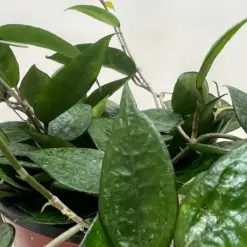Hoya 'Black Margin' — additional view