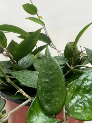 Hoya 'Black Margin' — additional view