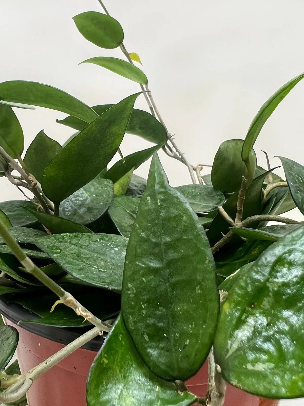 Hoya 