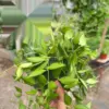 Hoya 'Burtoniae' houseplant