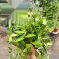 Hoya 'Burtoniae' houseplant