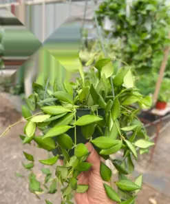 Hoya 'Burtoniae' houseplant