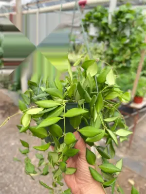 Hoya 'Burtoniae' houseplant
