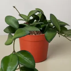 Hoya 'Burtoniae' — additional view