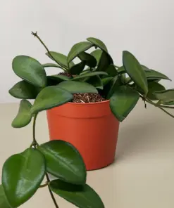 Hoya 'Burtoniae' — additional view