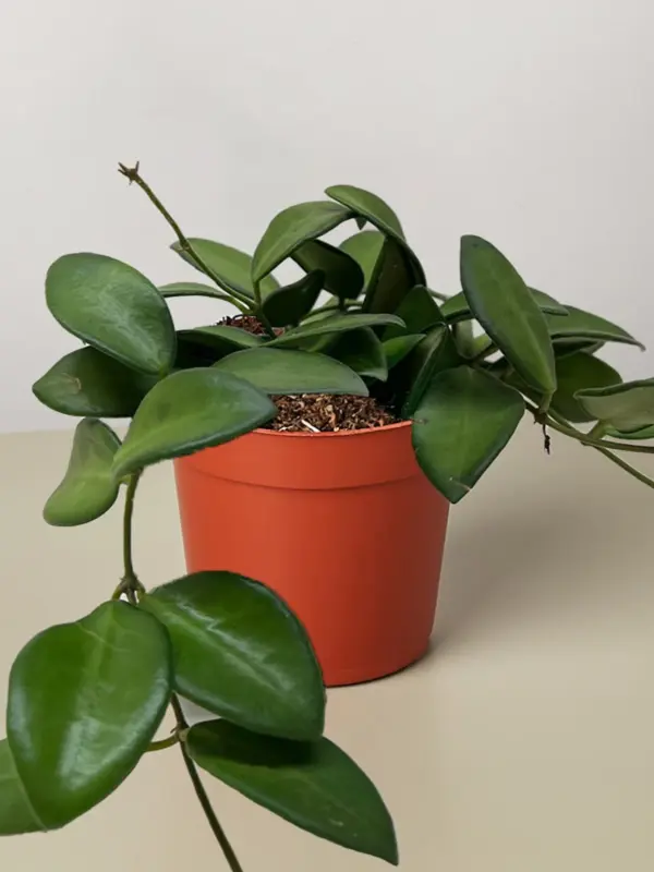 Hoya 'Burtoniae' — additional view
