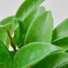 Hoya Carnosa houseplant