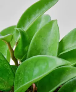Hoya Carnosa houseplant