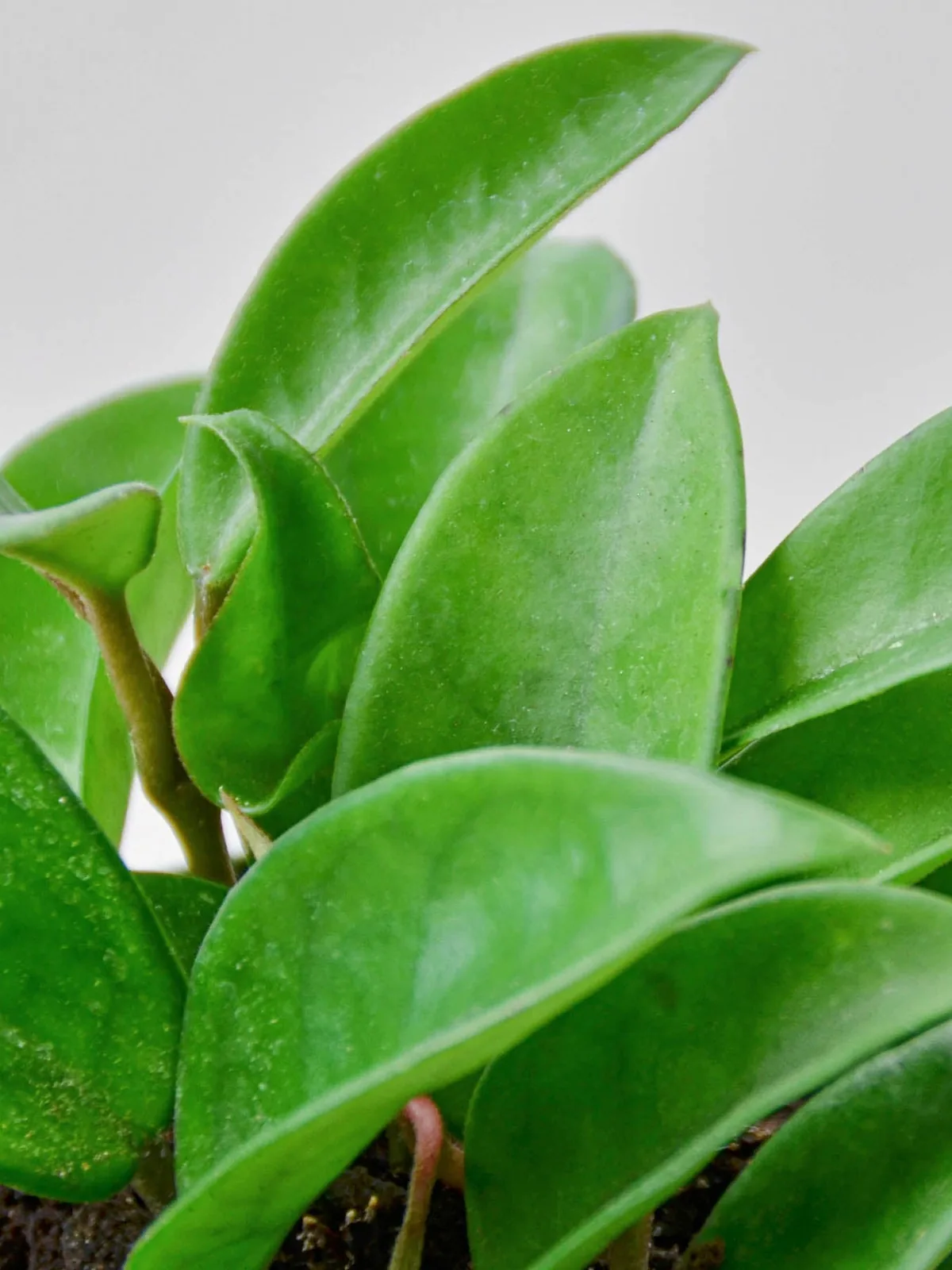 Hoya Carnosa houseplant