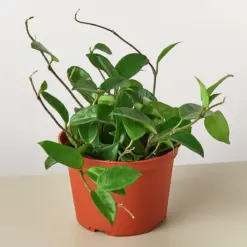 Hoya Carnosa — additional view