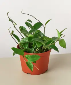 Hoya Carnosa — additional view