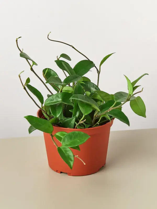 Hoya Carnosa — additional view