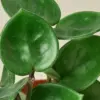 Hoya Carnosa 'Chelsea' houseplant
