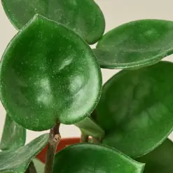 Hoya Carnosa 'Chelsea' houseplant