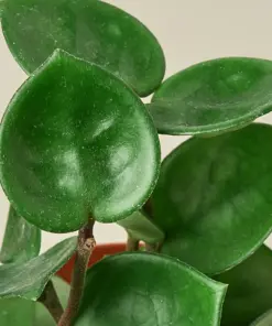 Hoya Carnosa 'Chelsea' houseplant