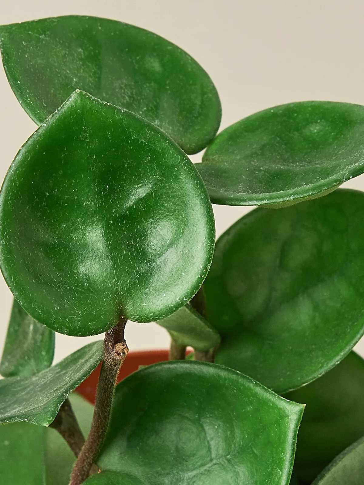 Hoya Carnosa 