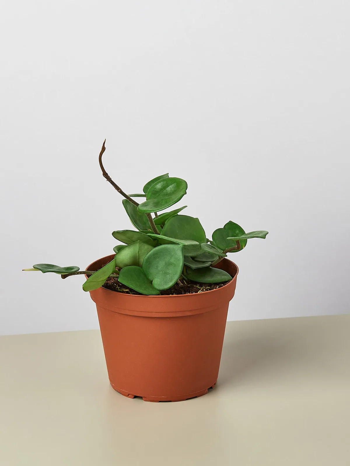 Hoya Carnosa 