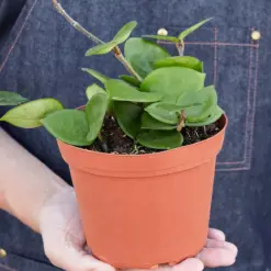 Hoya Carnosa 'Chelsea' — held in hand for size reference
