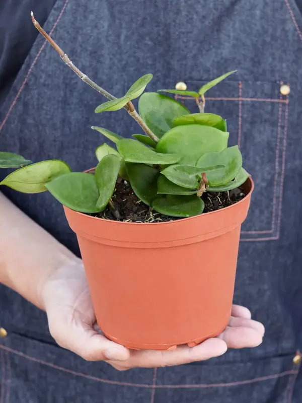 Hoya Carnosa 'Chelsea' — held in hand for size reference