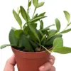 Hoya Chouke houseplant