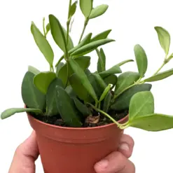 Hoya Chouke houseplant