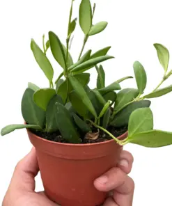 Hoya Chouke houseplant