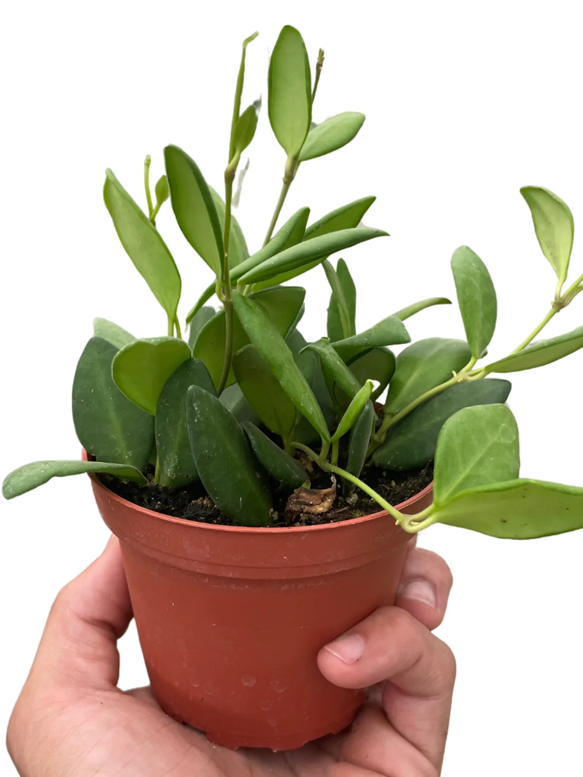 Hoya Chouke houseplant