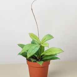 Hoya 'Crassipetiolata' houseplant