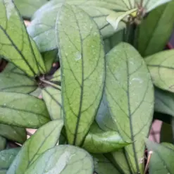 Hoya 'Crassipetiolata' — additional view