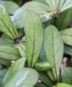 Hoya 'Crassipetiolata' — additional view