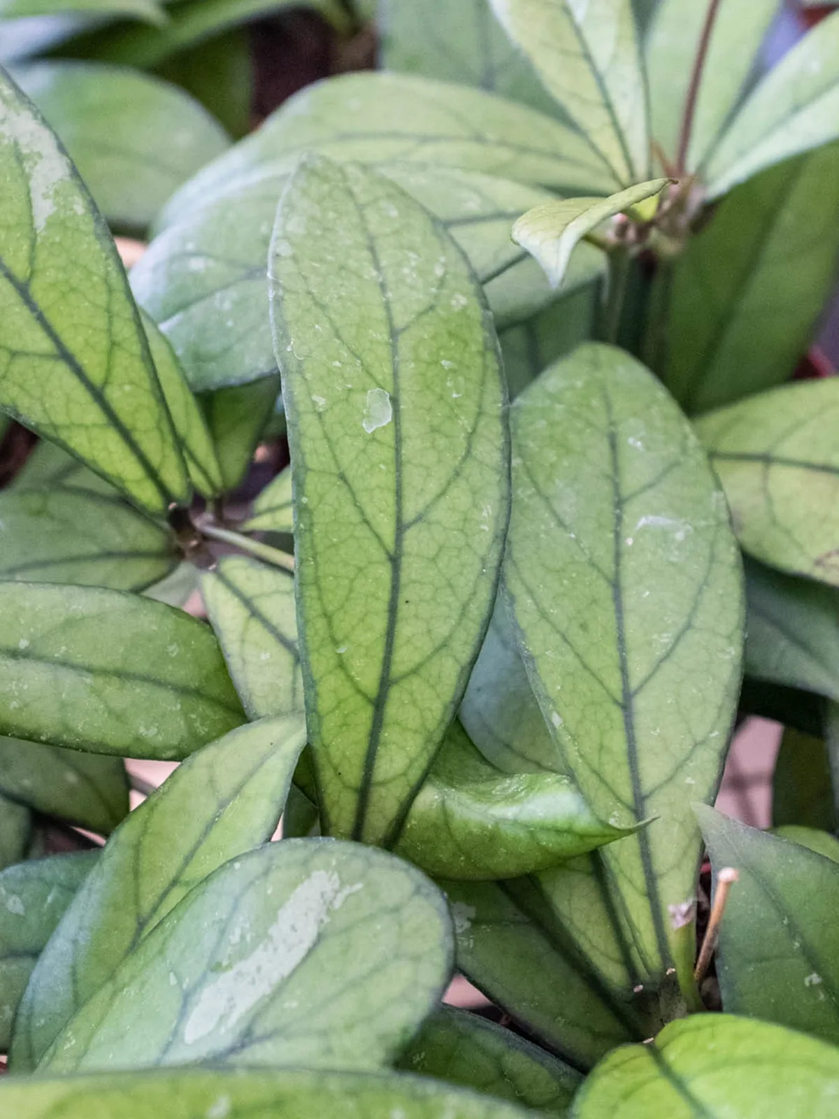 Hoya 