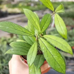 Hoya 'Crassipetiolata' — additional view