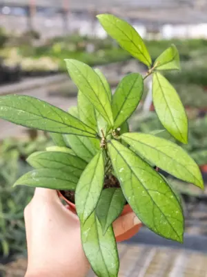 Hoya 'Crassipetiolata' — additional view