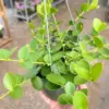 Hoya Cumingiana houseplant