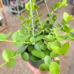 Hoya Cumingiana houseplant