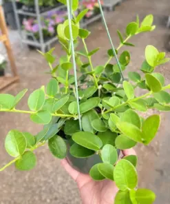 Hoya Cumingiana houseplant