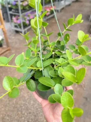 Hoya Cumingiana houseplant