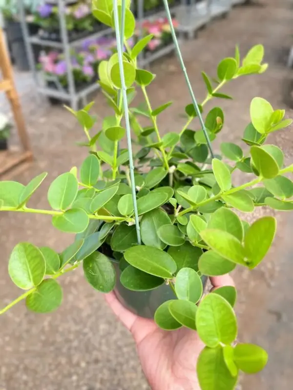 Hoya Cumingiana houseplant