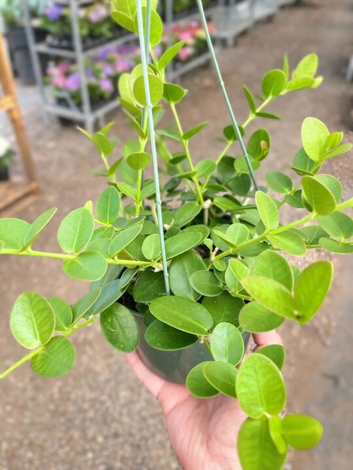 Hoya Cumingiana houseplant