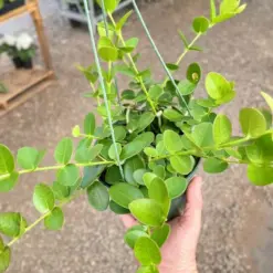 Hoya Cumingiana — additional view