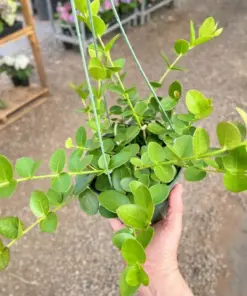 Hoya Cumingiana — additional view