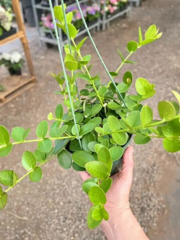 Hoya Cumingiana — additional view