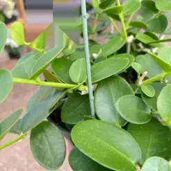 Hoya Cumingiana — additional view