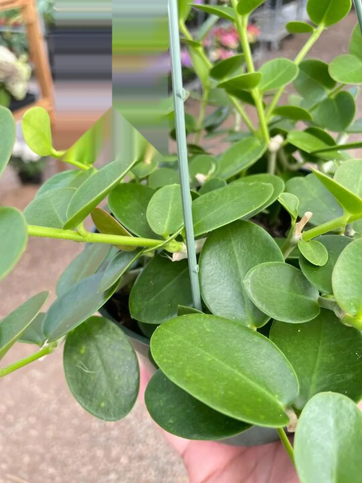 Hoya Cumingiana — additional view