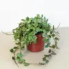 Hoya 'Curtisii' houseplant