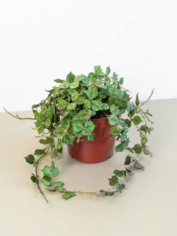 Hoya 'Curtisii' houseplant
