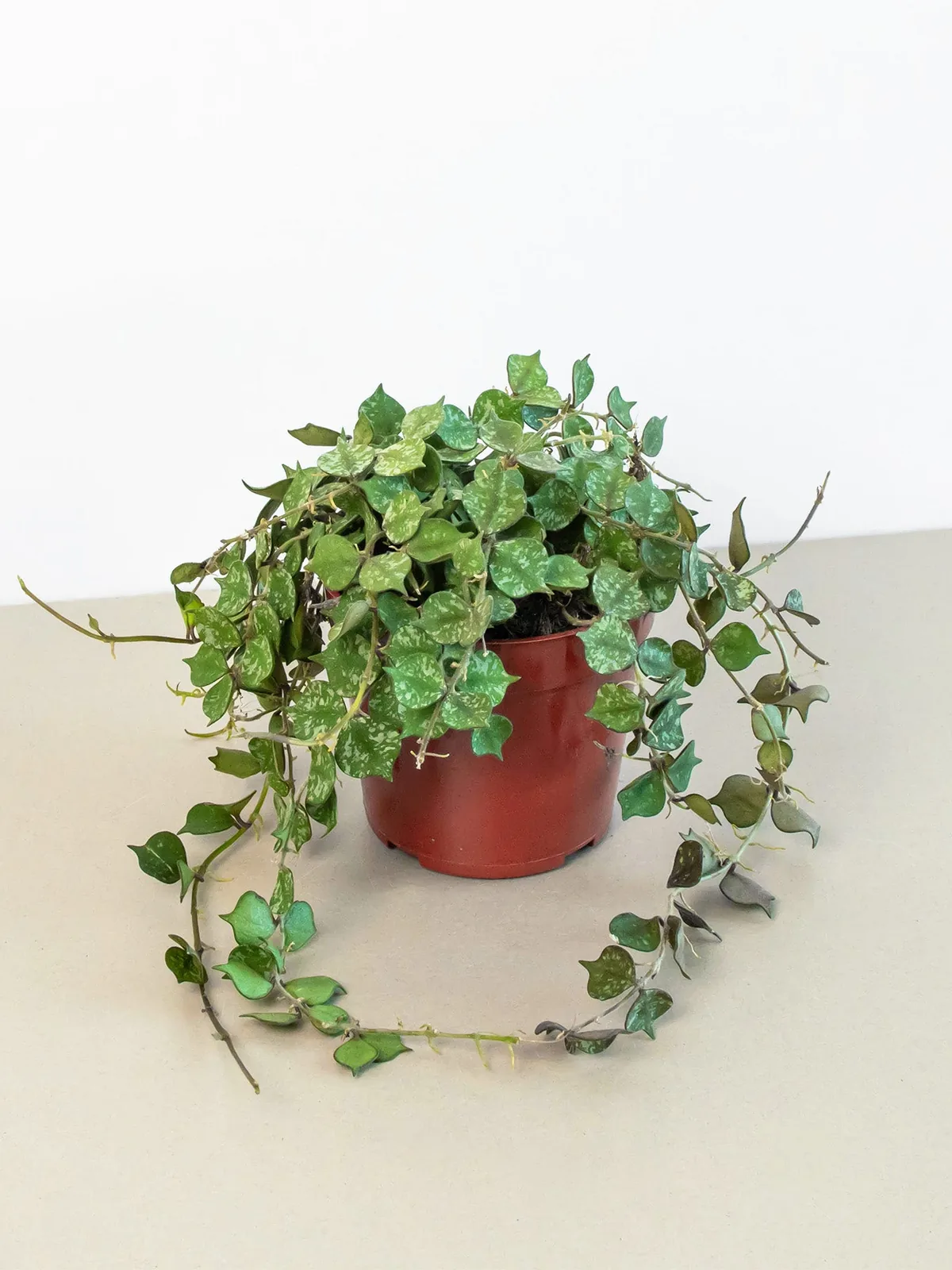 Hoya 