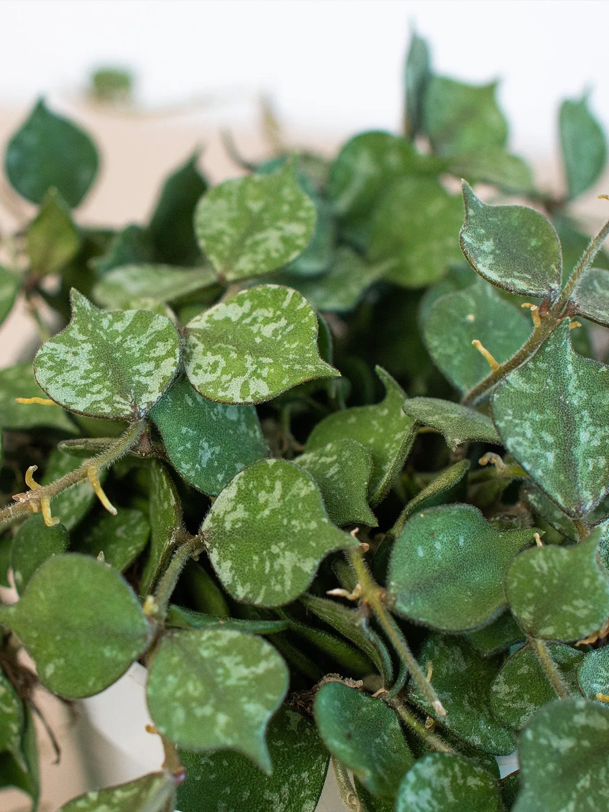 Hoya 