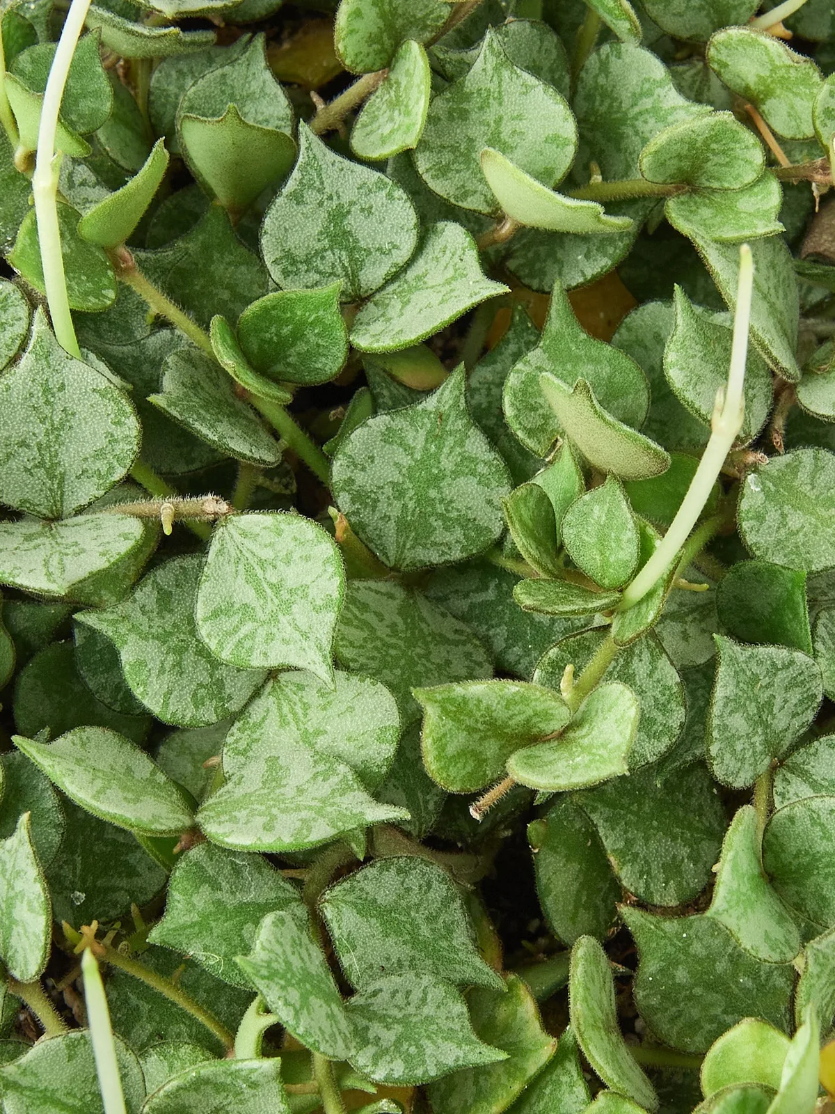 Hoya 