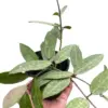 Hoya 'Eliptica' houseplant